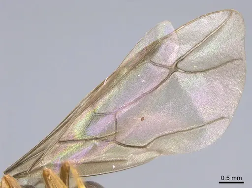 Lasius bicornis - CASENT0923679