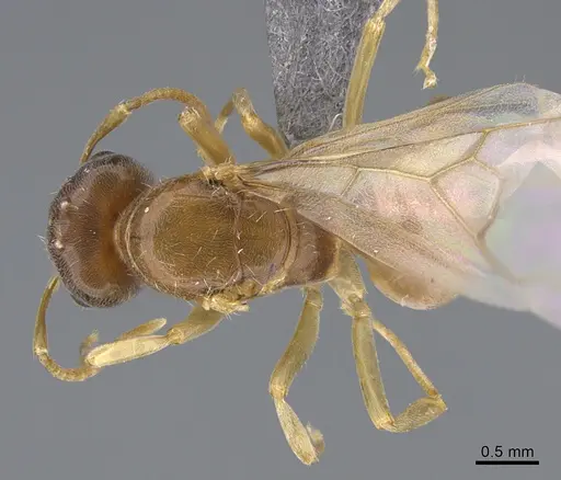 Lasius bicornis - CASENT0923725