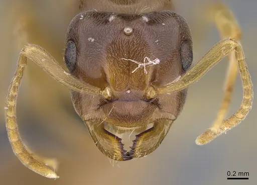 Lasius bicornis - CASENT0923725