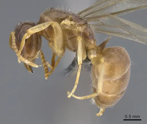 Lasius bicornis - CASENT0923725