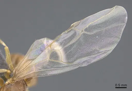 Lasius bicornis - CASENT0923725