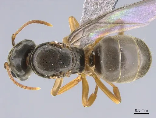 Lasius bicornis - CASENT0923735