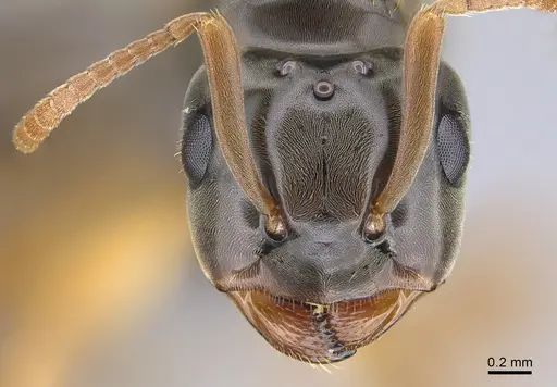Lasius bicornis - CASENT0923735