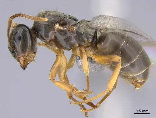 Lasius bicornis - CASENT0923735
