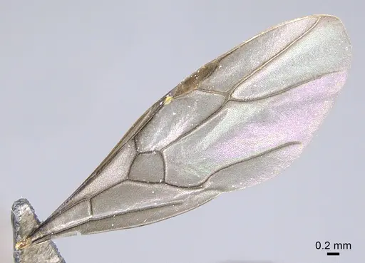 Lasius bicornis - CASENT0923735