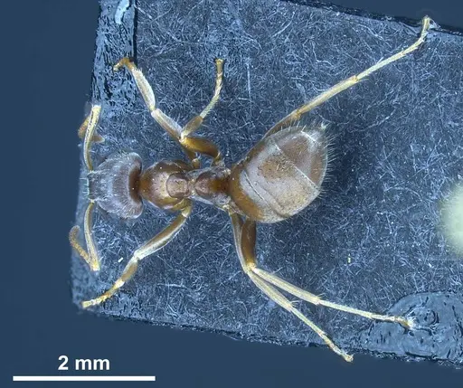 Lasius bombycina specimen