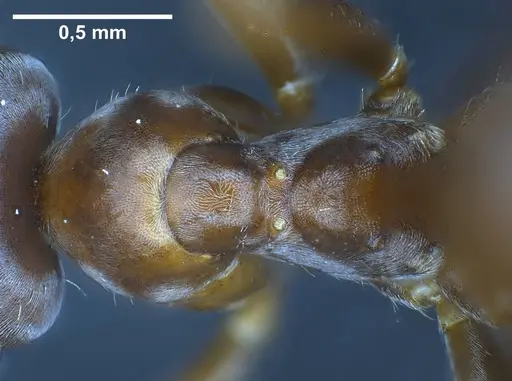 Lasius bombycina specimen