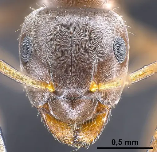 Lasius bombycina specimen