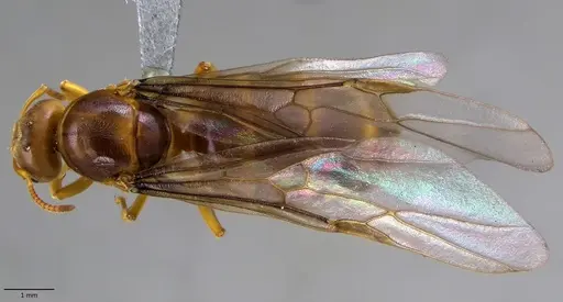 Lasius brevicornis specimen