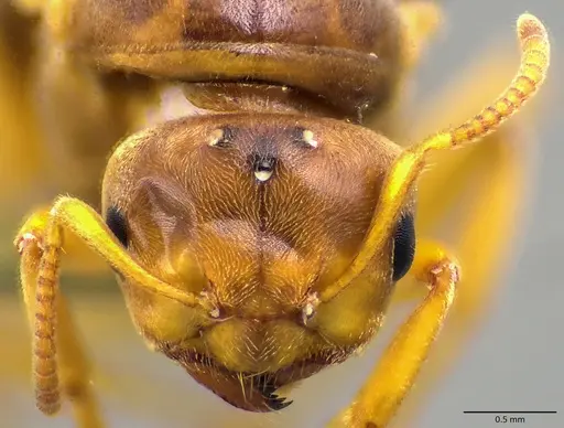 Lasius brevicornis specimen