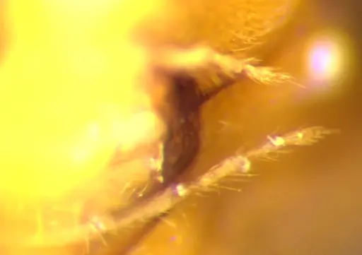 Lasius brevicornis specimen