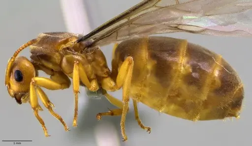 Lasius brevicornis - ANTWEB1041880