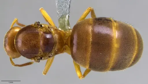 Lasius brevicornis - ANTWEB1041881