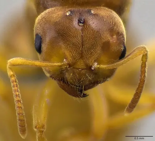 Lasius brevicornis - ANTWEB1041881