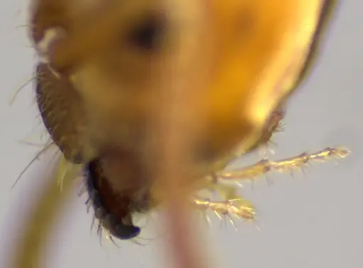 Lasius brevicornis - ANTWEB1041881