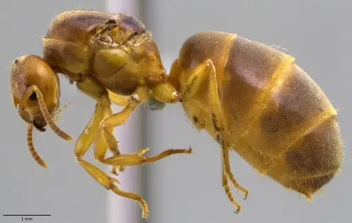 Lasius brevicornis - ANTWEB1041881