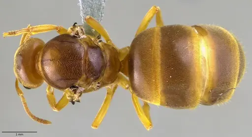 Lasius brevicornis - ANTWEB1041882