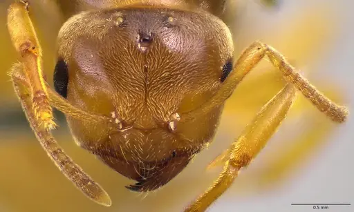 Lasius brevicornis - ANTWEB1041882