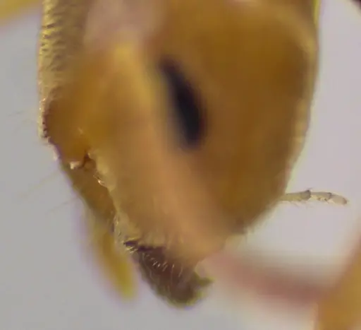 Lasius brevicornis - ANTWEB1041882