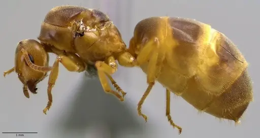 Lasius brevicornis - ANTWEB1041882