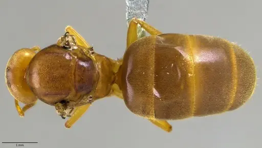 Lasius brevicornis - ANTWEB1041884