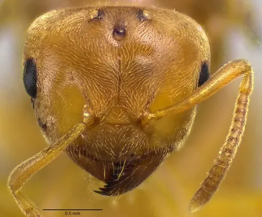Lasius brevicornis - ANTWEB1041884