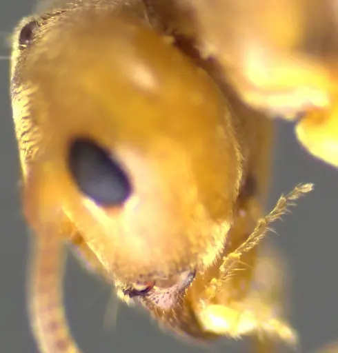 Lasius brevicornis - ANTWEB1041884