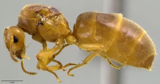 Lasius brevicornis - ANTWEB1041884