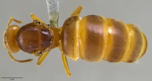 Lasius brevicornis - ANTWEB1041885