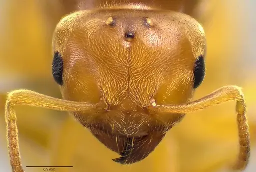 Lasius brevicornis - ANTWEB1041885