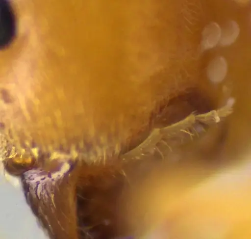 Lasius brevicornis - ANTWEB1041885