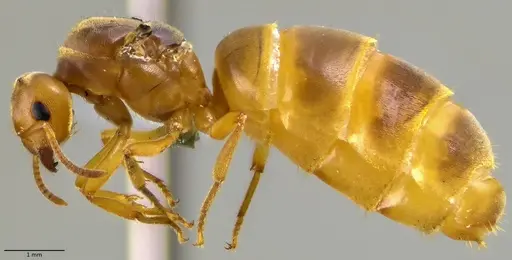 Lasius brevicornis - ANTWEB1041885