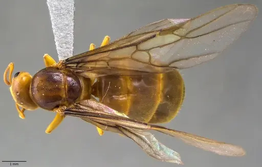 Lasius brevicornis - ANTWEB1060001