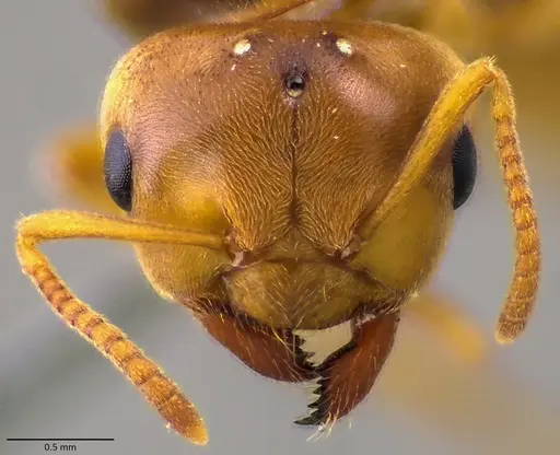 Lasius brevicornis - ANTWEB1060001