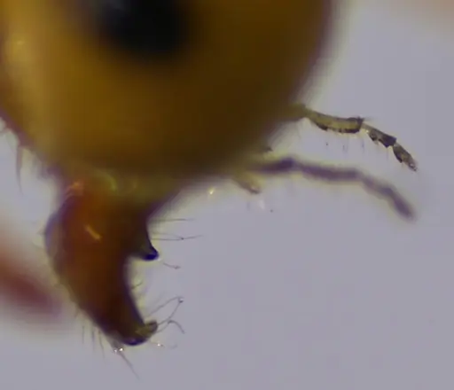 Lasius brevicornis - ANTWEB1060001