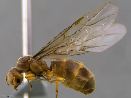 Lasius brevicornis - ANTWEB1060001