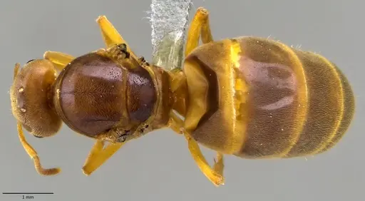 Lasius brevicornis - ANTWEB1060002