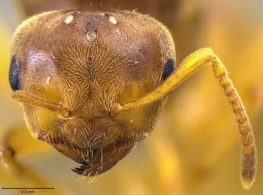 Lasius brevicornis - ANTWEB1060002