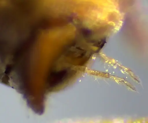 Lasius brevicornis - ANTWEB1060002