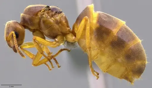 Lasius brevicornis - ANTWEB1060002