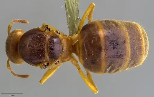 Lasius brevicornis - ANTWEB1060003