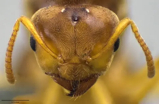Lasius brevicornis - ANTWEB1060003