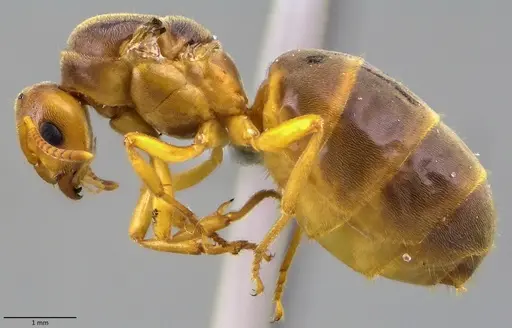 Lasius brevicornis - ANTWEB1060003