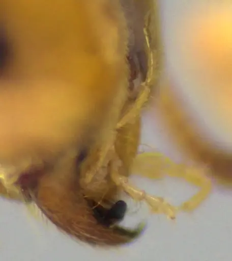 Lasius brevicornis - ANTWEB1060003