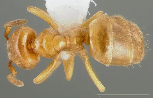 Lasius brevicornis - CASENT0005406