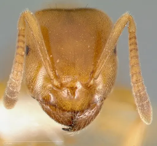 Lasius brevicornis - CASENT0005406