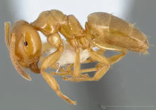 Lasius brevicornis - CASENT0005406