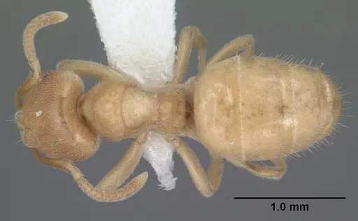 Lasius brevicornis - CASENT0102802
