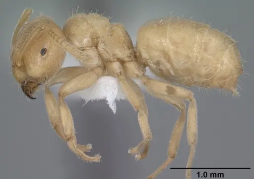 Lasius brevicornis - CASENT0102802