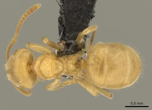 Lasius brevicornis - CASENT0260130